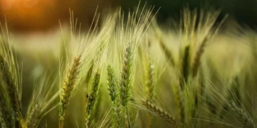 How do you consume more sustainably