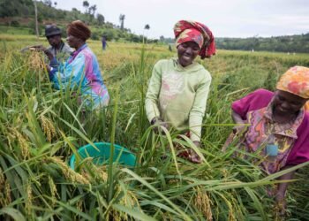 Kiva: Microfinance Loans to Support Global Entrepreneurs